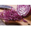 SAFLAX  - Rotkohl – Drumhead - Brassica - 250 Samen - Mit Substrat 3