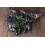 SAFLAX  - Grünkohl – Roter - Brassica - 50 Samen - Mit Substrat 4