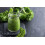 SAFLAX  - Grünkohl – Winter - Brassica - 70 Samen - Mit Substrat 6