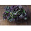 SAFLAX  - Grünkohl – Roter - Brassica - 50 Samen - Mit Substrat 8