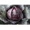 SAFLAX  - Rotkohl – Drumhead - Brassica - 250 Samen - Mit Substrat 5