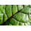 SAFLAX  - BIO - Rhubarbe - 50 graines - Avec substrat - Beta 6
