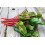 SAFLAX  - BIO - Rhubarbe - 50 graines - Avec substrat - Beta 3