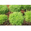 SAFLAX  - Ruccola - Eruca - 3000 Samen - Mit Substrat 3
