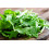 SAFLAX  - Ruccola - Eruca - 3000 Samen - Mit Substrat 4