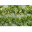 SAFLAX - BIO - Rucola selvatica - 1500 semi - Con substrato - Diplotaxis 3