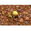 SAFLAX  - Edamame - Glycine - 8 Samen - Mit Substrat 6