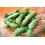 SAFLAX  - Edamame - Glycine - 8 Samen - Mit Substrat 8