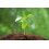 SAFLAX  - Thai Basilikum - Ocimum - 250 Samen - Mit Substrat 5