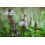SAFLAX  - Thai Basilikum - Ocimum - 250 Samen - Mit Substrat 4
