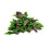 SAFLAX  - Thai Basilikum - Ocimum - 250 Samen - Mit Substrat 8