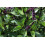 SAFLAX  - Thai Basilikum - Ocimum - 250 Samen - Mit Substrat 3