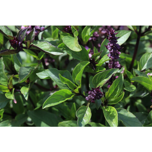 SAFLAX  - Thai Basilikum - Ocimum - 250 Samen - Mit Substrat 2