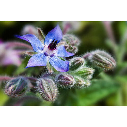 SAFLAX  - Borretsch - Borago - 40 Samen - Mit Substrat 2