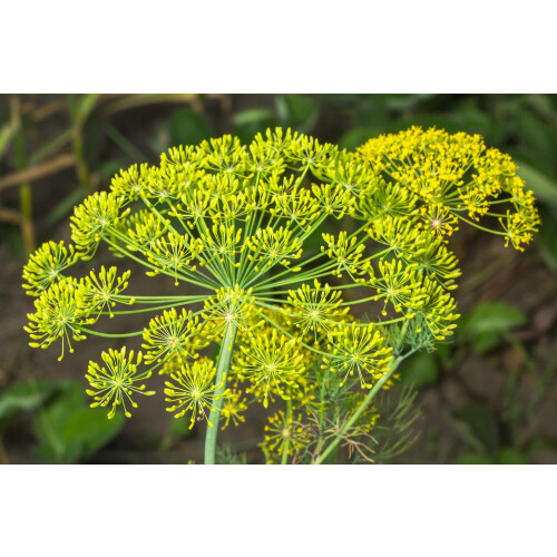SAFLAX  - Dill - Anethum - 700 Samen - Mit Substrat 2