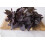 SAFLAX - BIO - Basilico Rosso - 400 semi - Con substrato - Ocimum 4