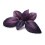 SAFLAX - BIO - Basilico Rosso - 400 semi - Con substrato - Ocimum 3