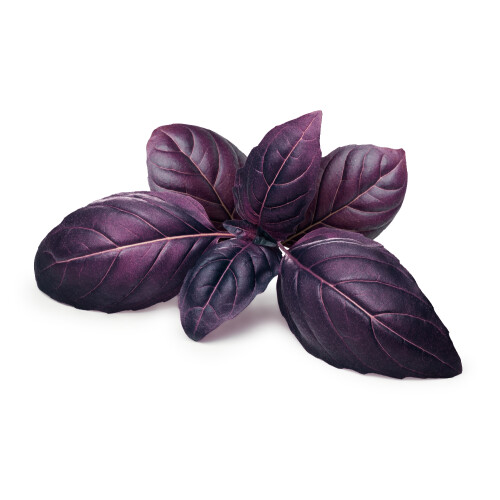 SAFLAX - BIO - Basilico Rosso - 400 semi - Con substrato - Ocimum 2