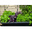 SAFLAX - BIO - Basilico Rosso - 400 semi - Con substrato - Ocimum 6