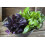 SAFLAX - BIO - Basilico Rosso - 400 semi - Con substrato - Ocimum 7