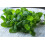 SAFLAX - BIO - Melissa - 1000 semi - Con substrato - Melissa 7