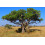 SAFLAX Anzucht Set - Leberwurstbaum - Kigelia - 10 Samen 7