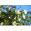SAFLAX Anzucht Set - Echte Myrte - Myrtus - 30 Samen 6