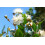 SAFLAX Anzucht Set - Echte Myrte - Myrtus - 30 Samen 5