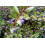SAFLAX Anzucht Set - Echte Myrte - Myrtus - 30 Samen 3
