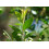 SAFLAX Anzucht Set - Echte Myrte - Myrtus - 30 Samen 8