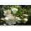 SAFLAX Anzucht Set - Echte Myrte - Myrtus - 30 Samen 7
