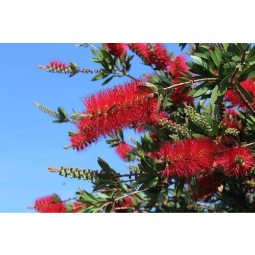 SAFLAX Anzucht Set - Lampenputzer - Callistemon - 400 Samen 2