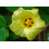 SAFLAX Anzucht Set - Topfbaumwolle - Gossypium - 12 Samen 3