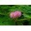 SAFLAX Anzucht Set - Mimose - Mimosa - 70 Samen 6
