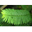 SAFLAX Anzucht Set - Jacaranda - Jacaranda - 50 Samen 5