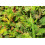 SAFLAX Anzucht Set - Mimose - Mimosa - 70 Samen 3