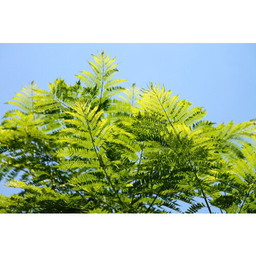 SAFLAX Anzucht Set - Jacaranda - Jacaranda - 50 Samen 2