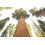 SAFLAX Anzucht Set - Berg - Mammutbaum - Sequoiadendron - 50 Samen 3