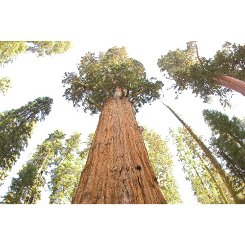 SAFLAX Anzucht Set - Berg - Mammutbaum - Sequoiadendron - 50 Samen 2