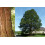 SAFLAX Anzucht Set - Berg - Mammutbaum - Sequoiadendron - 50 Samen 8