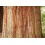 SAFLAX Anzucht Set - Berg - Mammutbaum - Sequoiadendron - 50 Samen 6