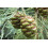 SAFLAX Anzucht Set - Berg - Mammutbaum - Sequoiadendron - 50 Samen 5
