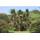 SAFLAX Anzucht Set - Paradiesvogelblume - Strelitzia - 5 Samen 3