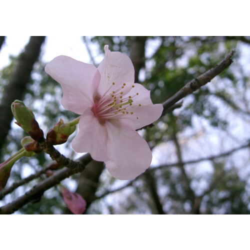 SAFLAX Anzucht Set - Blütenkirsche - Prunus - 30 Samen 2