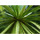 SAFLAX Anzucht Set - Drachenbaum - Dracaena - 5 Samen 3