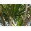 SAFLAX Anzucht Set - Drachenbaum - Dracaena - 5 Samen 7