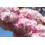 SAFLAX Anzucht Set - Blütenkirsche - Prunus - 30 Samen 5