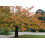 SAFLAX Anzucht Set - Blütenkirsche - Prunus - 30 Samen 6