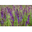 SAFLAX  - Salbei - Salvia - 60 Samen - Mit Substrat 5