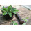 SAFLAX  - Salbei - Salvia - 60 Samen - Mit Substrat 3